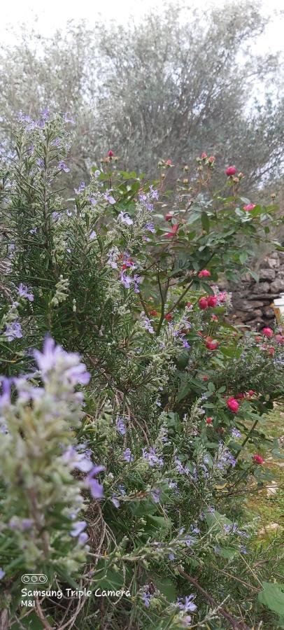 Vecchia Oliva,Kuljica Villa Kukljica Dış mekan fotoğraf
