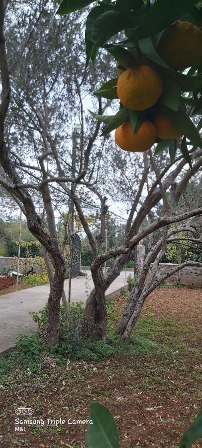 Vecchia Oliva,Kuljica Villa Kukljica Dış mekan fotoğraf