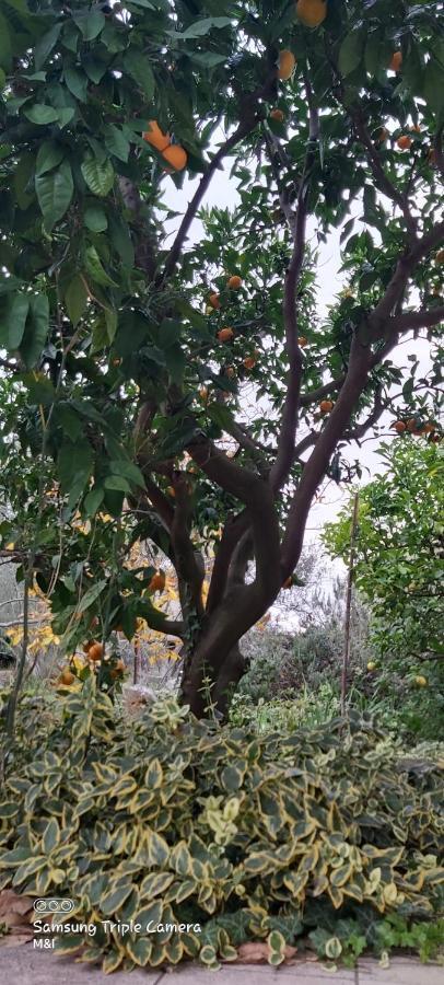 Vecchia Oliva,Kuljica Villa Kukljica Dış mekan fotoğraf